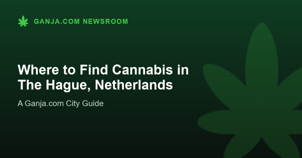 Where to Find Cannabis in The Hague, Netherlands