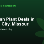 G13 Hash Plant Deals in Kansas City, Missouri